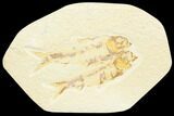 Pair of Fossil Fish (Knightia) - Green River Formation #126475-1